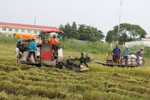 Giá lúa tiếp tục nhích lên