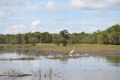 Ra mắt Quỹ Hỗ trợ nghiên cứu và bảo tồn ĐBSCL