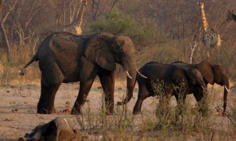 Hơn 200 con voi ở Zimbabwe bị chết vì hạn hán