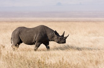 Nỗ lực cứu loài tê giác đen quý hiếm của các nước châu Phi