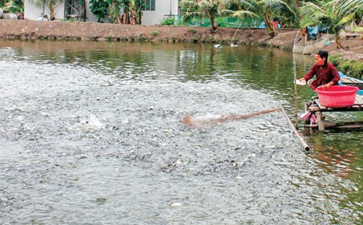 Giá cá tra giống tăng trở lại