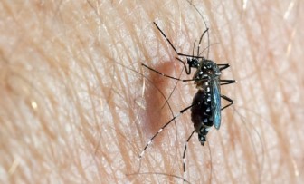 Lần đầu phát hiện 3 trường hợp nhiễm virus Zika do muỗi đốt ở châu Âu