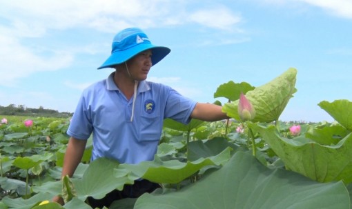 Trồng sen trên đất ruộng