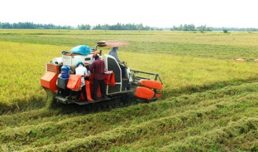 "Gạo ngon nhất thế giới"- cơ hội vàng cho hạt ngọc đồng bằng