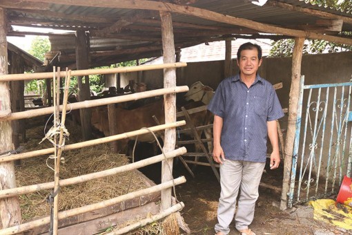 Nông dân Khmer làm giàu từ chăn nuôi bò