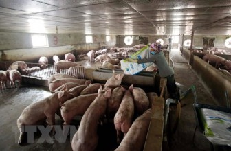 Những giải pháp nào để bình ổn thị trường thịt lợn dịp cuối năm?