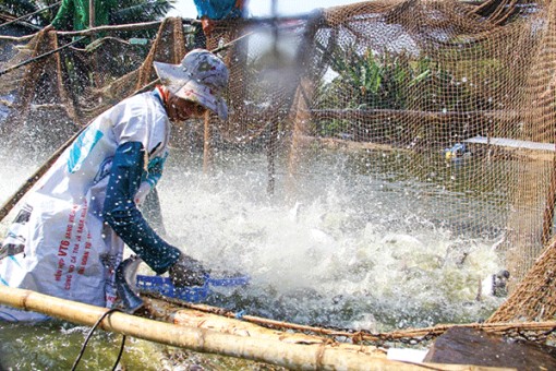 Hợp tác quốc tế phát triển nhân lực ngành thủy sản