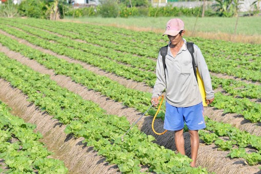 Vùng chuyên canh màu Bình Thạnh chuẩn bị mùa vụ Tết