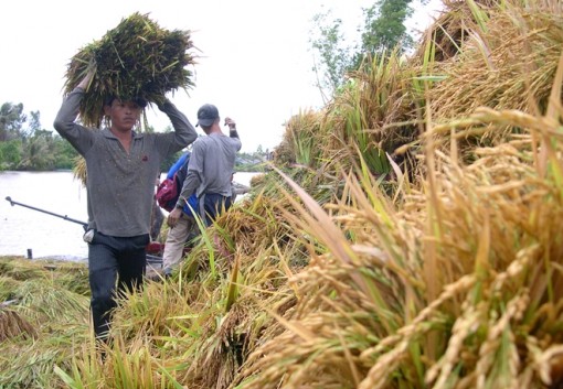 Làm gì để khắc phục tình trạng gạo ngon nhưng không được giá?