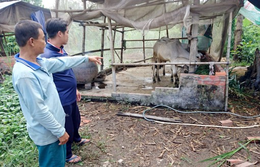 Chợ Mới: Nhiều hộ gia đình trắng tay do bò chết đột ngột