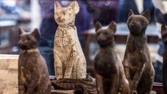 Ai Cập khai quật bộ sưu tập xác ướp sư tử, mèo, cá sấu khổng lồ