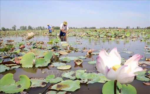 Trồng sen đem lại hiệu quả kinh tế cao ở vùng Đồng Tháp Mười