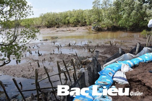 Gây bồi, tạo bãi, trồng rừng chống sạt lở ven biển