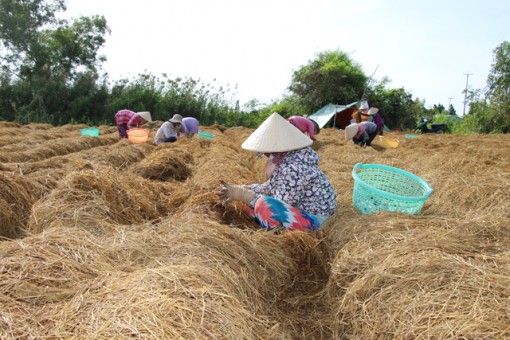 Giá nấm rơm tăng mạnh