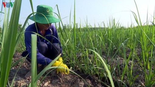 Lối đi nào cho người trồng mía Hậu Giang?