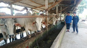 Khẩn trương triển khai các biện pháp phòng, chống bệnh lở mồm long móng trên đàn gia súc