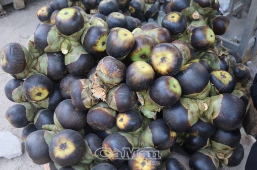 Nồng nàn vị thốt nốt