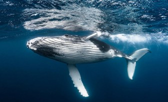 Một chú cá voi có giá trị bằng hàng nghìn cây xanh