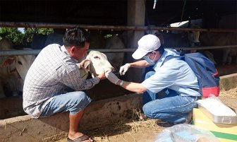 Triển khai các biện pháp phòng, chống dịch bệnh lở mồm long móng trên đàn gia súc