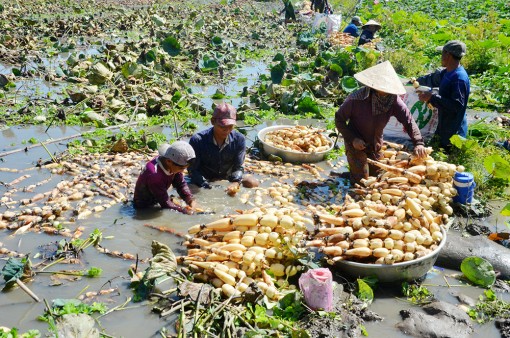 Hội Nông dân phường Châu Phú B giúp hội viên phát triển kinh tế