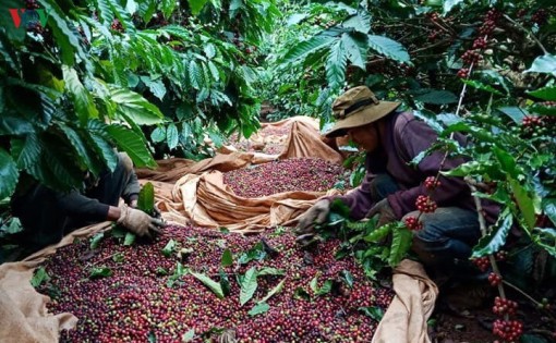 Nông sản Việt Nam cần nâng cao năng lực chế biến, tiếp cận thị trường