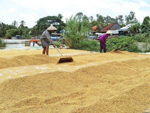 Xoay trục để nông nghiệp ĐBSCL phát triển thịnh vượng, bền vững