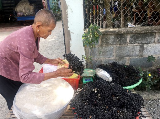 Hương vị trái xay rừng