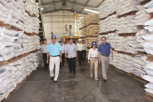 Giải bài toán lúa, gạo