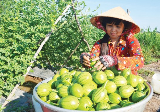 Trồng rau bán Tết