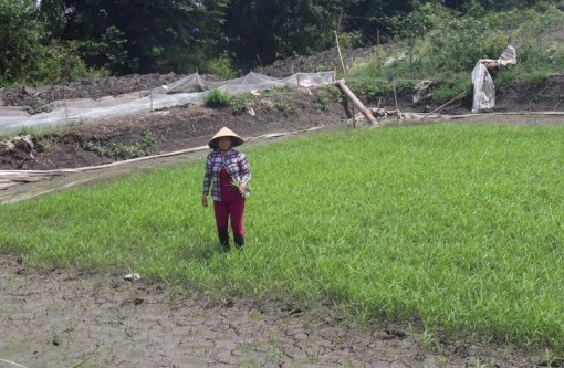 Tiền Giang “chạy đua” với nước mặn tràn về