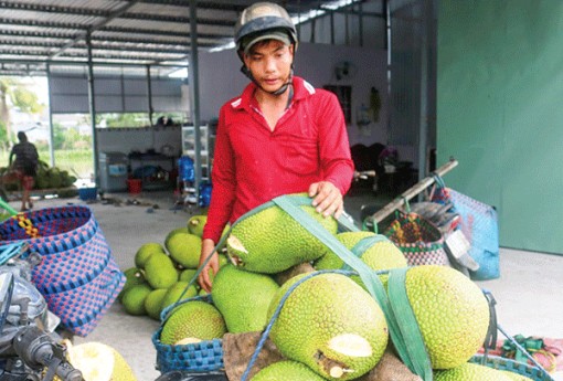 Giá mít tăng mạnh trở lại