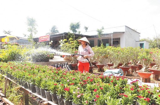 TP Vĩnh Long: Bao tiêu sản phẩm hoa kiểng tết