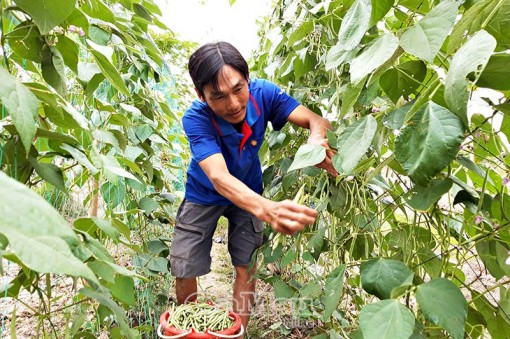 Nông dân vào vụ rau màu tết