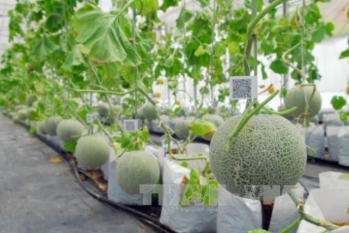Tiêu chí xác định dự án sản xuất kinh doanh ứng dụng công nghệ cao trong nông nghiệp