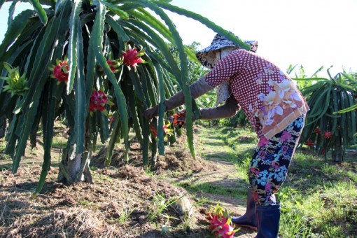 Giá thanh long ruột đỏ tăng mạnh