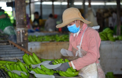 Tập trung tái cơ cấu nông nghiệp