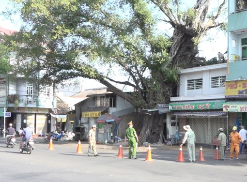 TP.Sa Đéc quyết tâm bảo tồn, gìn giữ cây da trăm tuổi