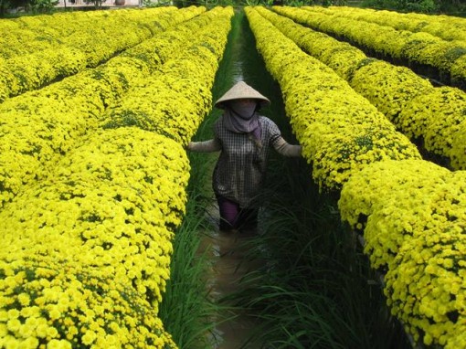 Tạm ngưng thu vé khai thác du lịch Làng hoa Sa Đéc