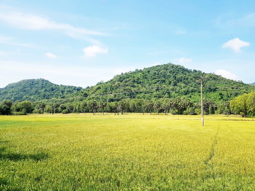 Diện tích gieo trồng của huyện Tri Tôn vượt kế hoạch