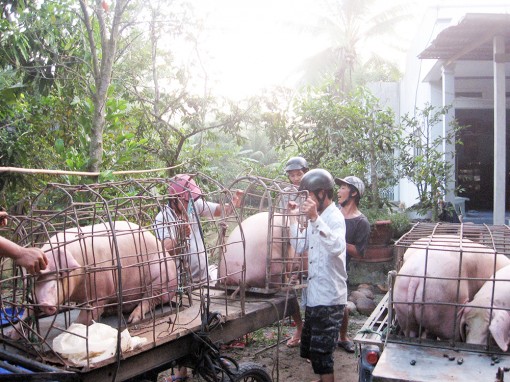 Chuẩn bị công bố hết bệnh dịch tả heo Châu Phi