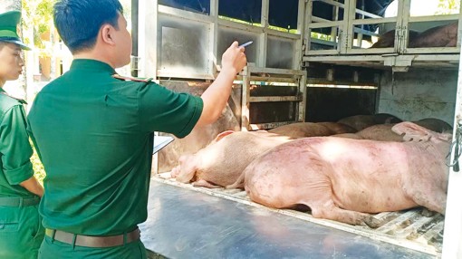 “Nóng” tình trạng nhập lậu heo hơi, đường cát