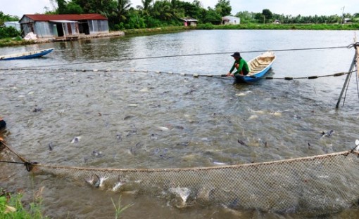 Chi hàng trăm tỷ đồng bù lỗ chênh lệch giá cá cho người nuôi ở ĐBSCL