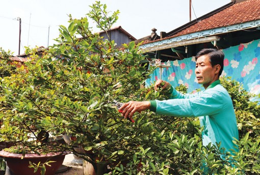 Nghề dưỡng mai kiểng