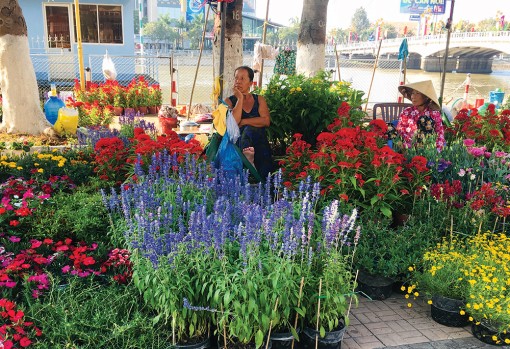 Đa dạng thị trường hoa Tết