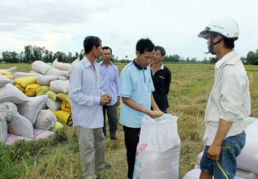 Liên kết đầu ra cho nông sản