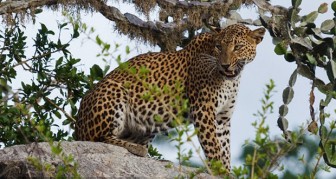 Sri Lanka tăng cường hệ thống pháp luật bảo vệ động vật hoang dã