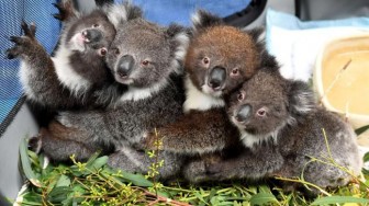 Trường học trở thành bệnh viện dã chiến cho gấu koala tại Australia