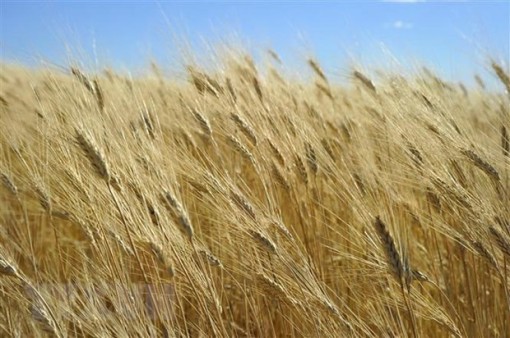 FAO: Giá lương thực, thực phẩm thế giới đạt mức cao nhất trong 5 năm