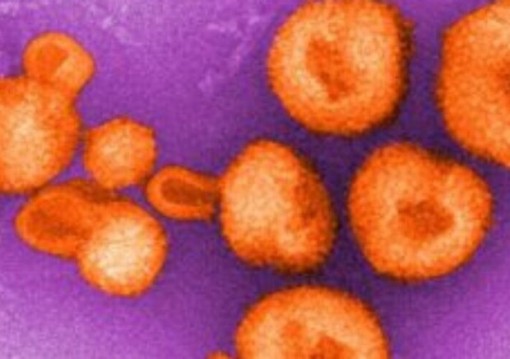 Phát triển 'mồi nhử' giúp vô hiệu hóa virus lây từ động vật sang người