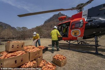 Úc: "Mưa" cà rốt và khoai lang cứu đói động vật bị cháy rừng